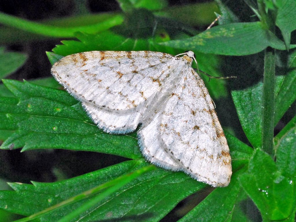 Idaea ...? No, Mesotype verberata